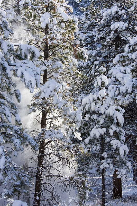 派克国家森林雪