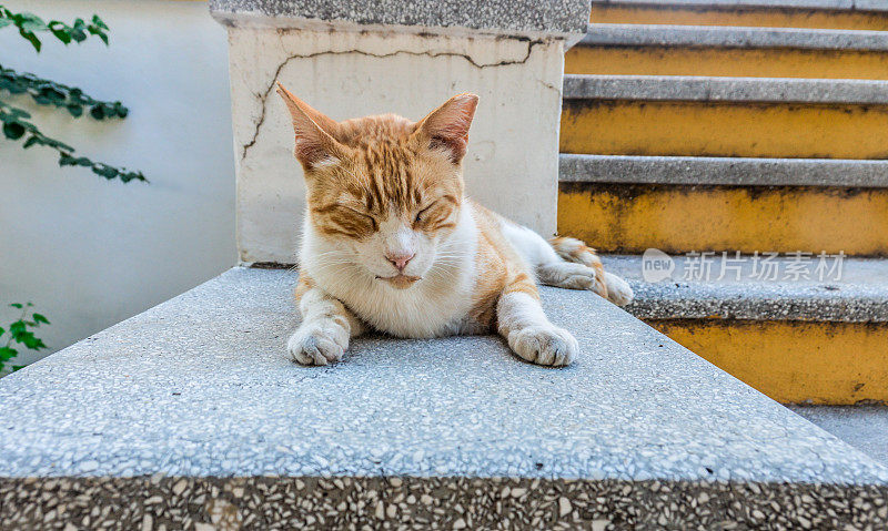 希腊的懒猫