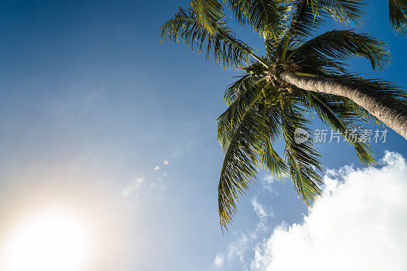 迈阿密劳德代尔堡的一棵棕榈树