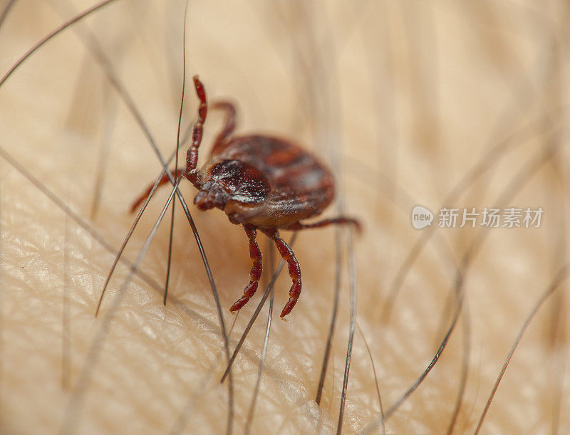 欧洲的狗蜱虫