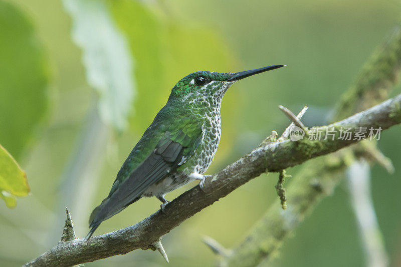 热带雨林中的雌性绿冠灿烂蜂鸟