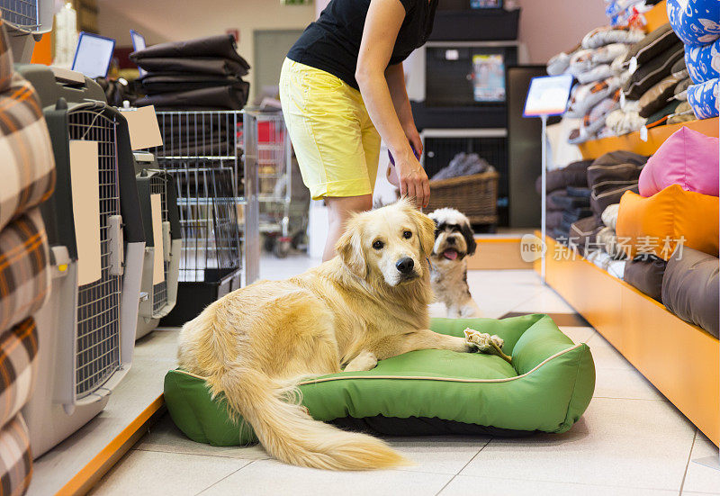 可爱的金毛猎犬在宠物店休息