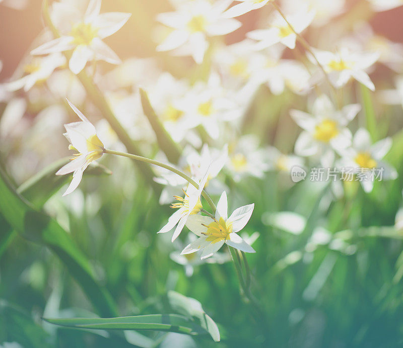 美丽的春天的花朵