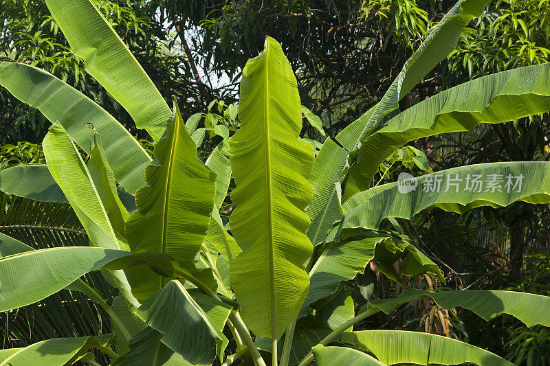 热带雨林中的香蕉树