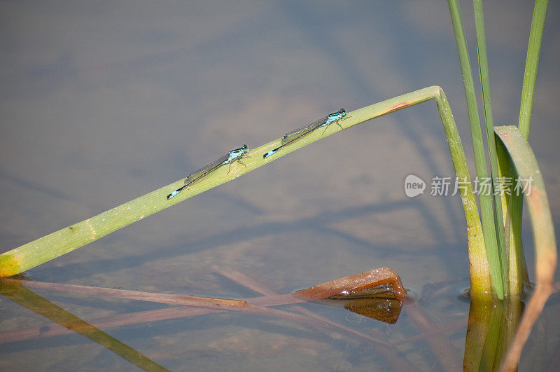 芦苇上坐着蜻蜓，沼泽地区