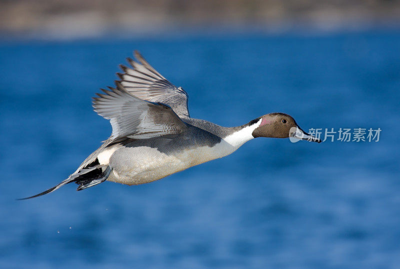 飞行中的北方Pintail