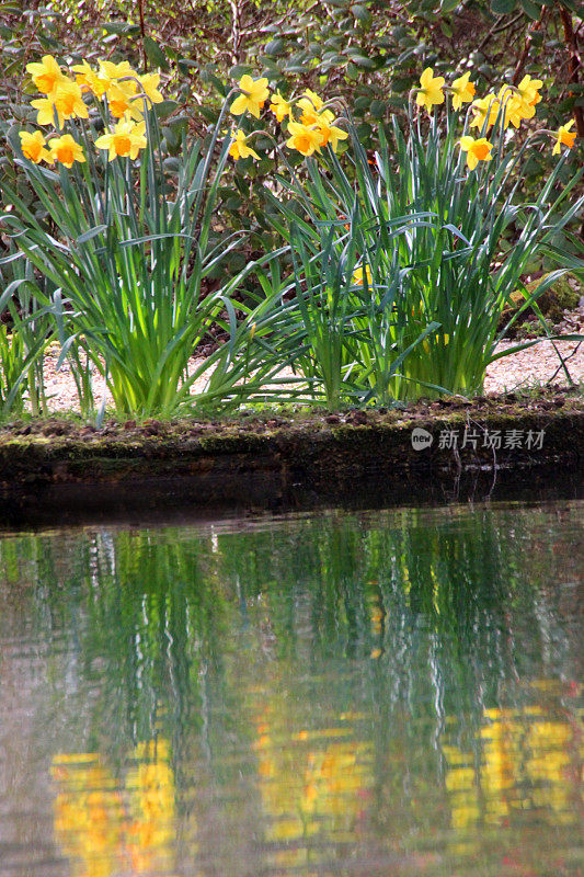 黄色水仙花(水仙)的形象反映在一个花园池塘