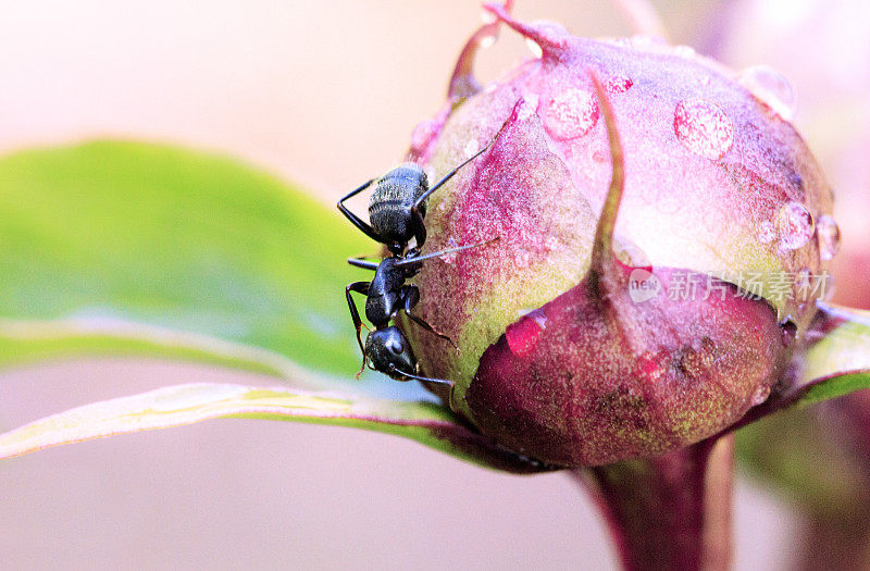 牡丹花蕾上的蚂蚁