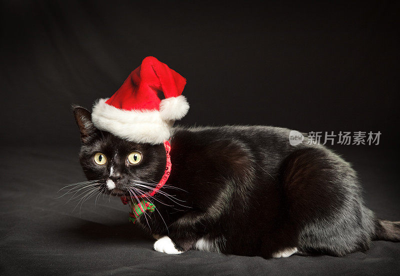 圣诞节猫肖像