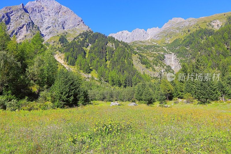 田园牧歌式的勃朗峰阿尔卑斯山乡村景观草甸，野花，松林