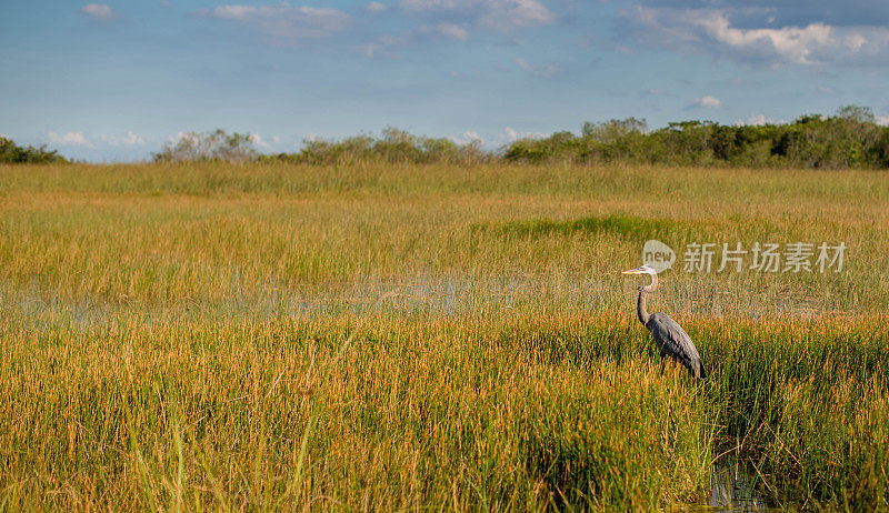 大沼泽地的草和鸟