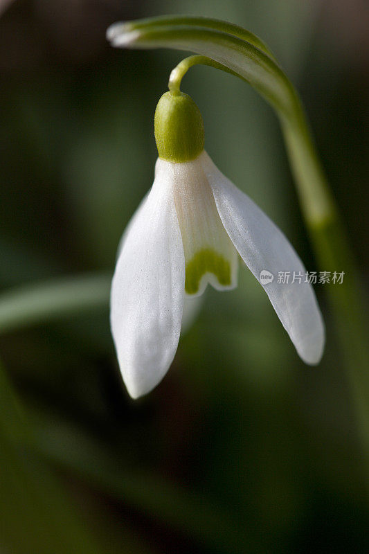 雪花莲