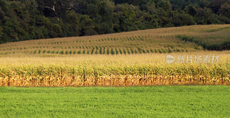 玉米田，草地和树木-水平