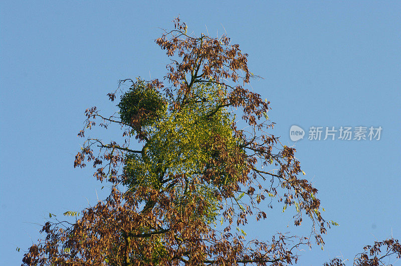 槲寄生在树顶上