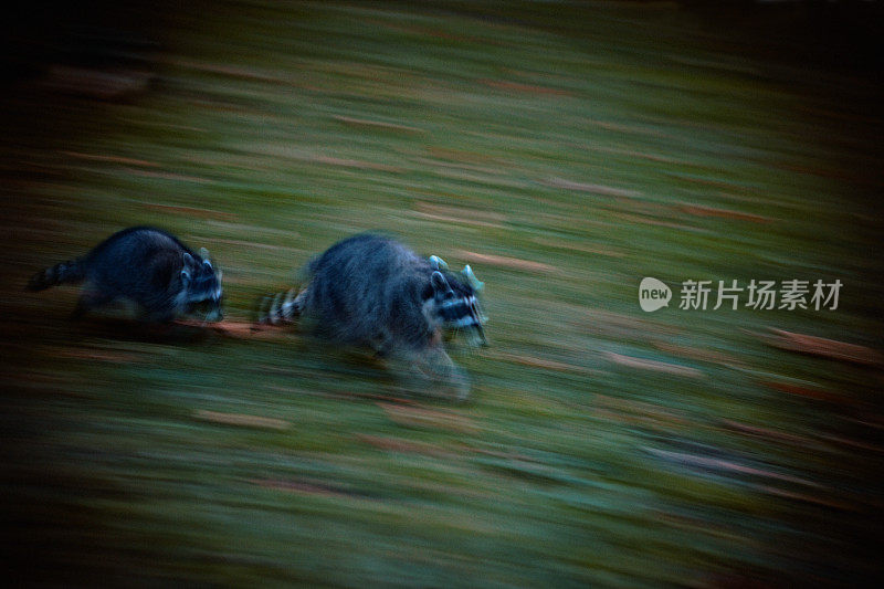 两只浣熊在黑暗的森林里奔跑