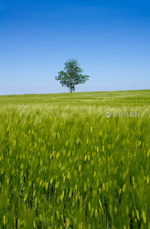蓝天下的树俯瞰春天的麦田