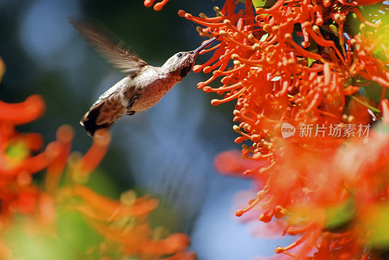 春天，蜂鸟在开花的树上觅食