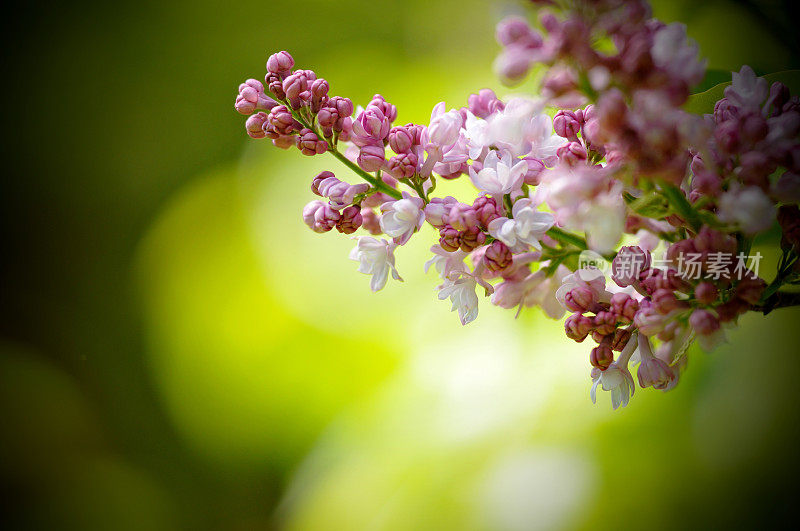 美丽的丁香花分支