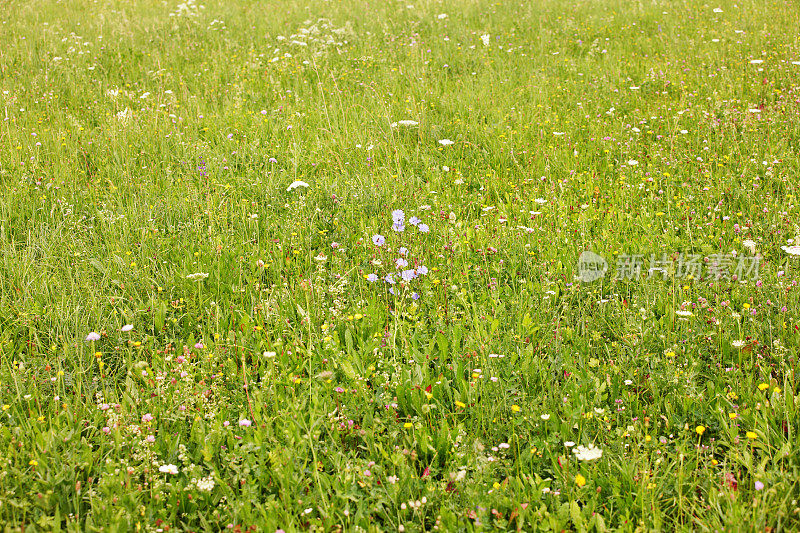 蓝色的矢车菊，点缀着夏日草地上的野花