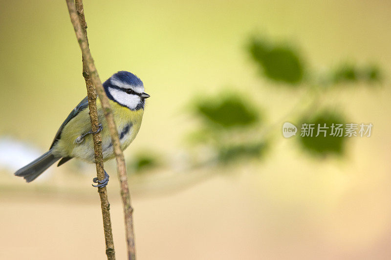 蓝山雀(青翠鸟)