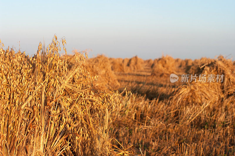 小麦捆