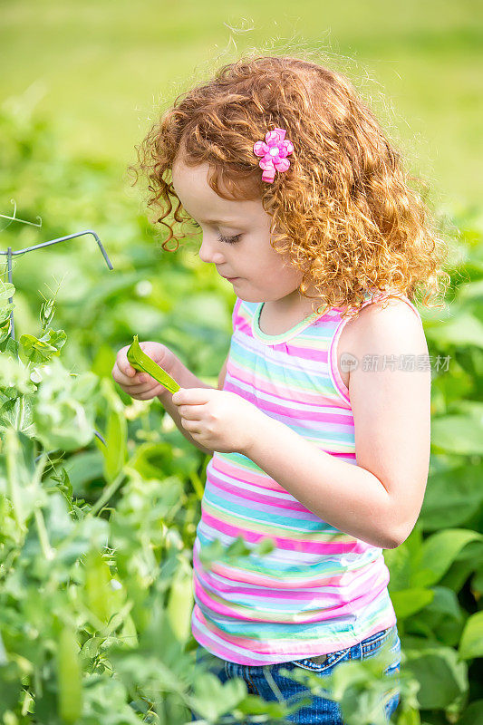 小女孩在花园里吃新鲜采摘的有机豌豆