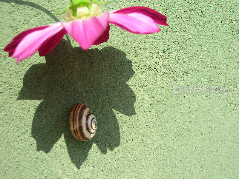 蜗牛和花