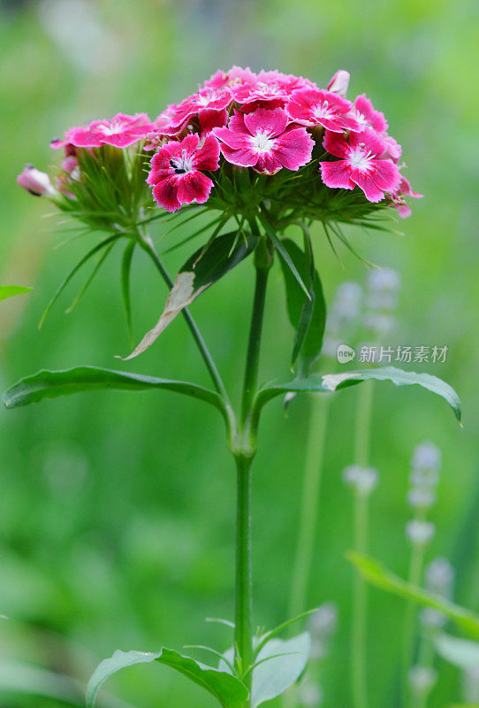 威廉甜蜜的花朵