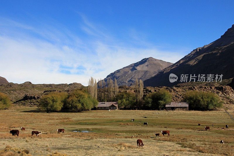 奶牛和农场在阿根廷的一个领域