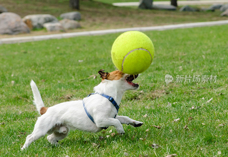 小猎犬在玩大玩具网球
