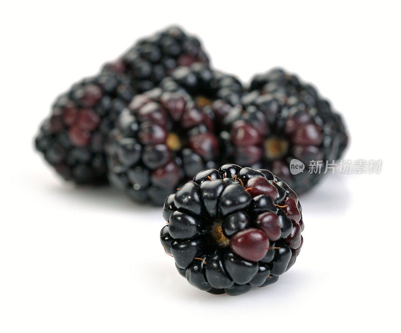 悬钩子属植物(黑莓)