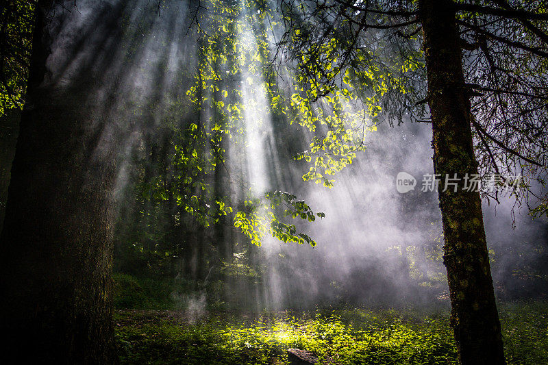 太阳耀斑穿过雾或烟雾在森林的绿叶之间