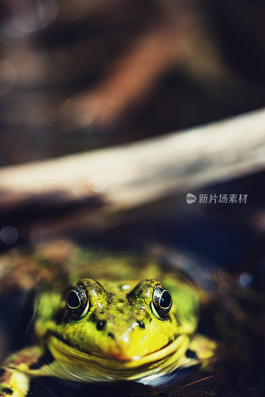 青蛙在池塘里