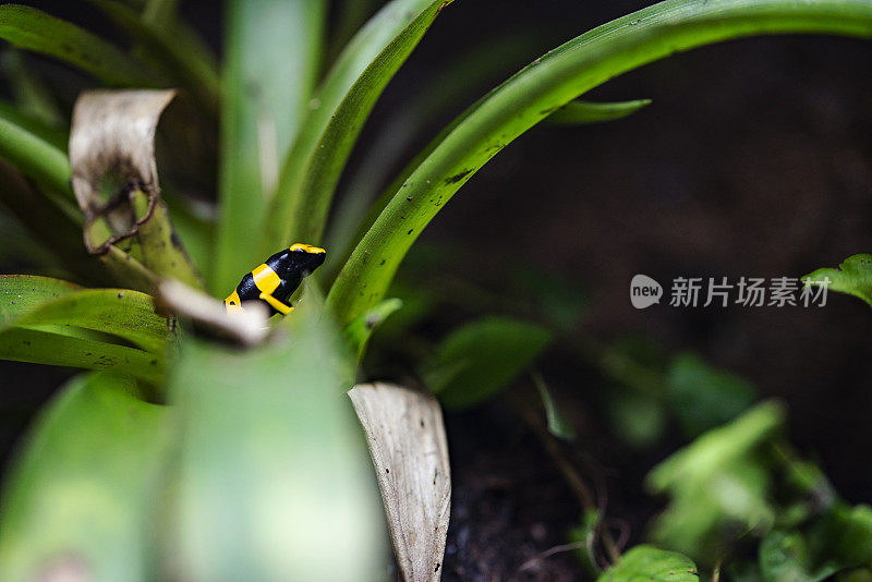 小毒箭蛙在饲养箱里