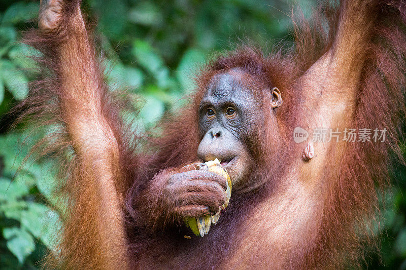 马来西亚:猩猩