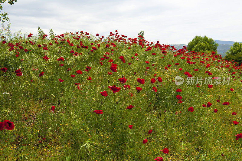 红色罂粟花