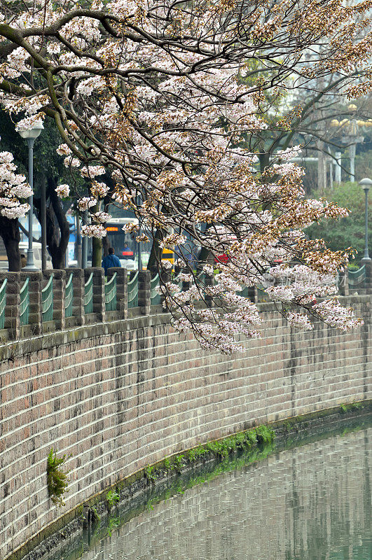 粉红色的小花盛开在中国城市的河岸上