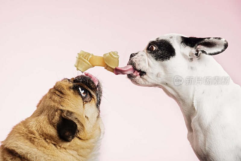 两只狗分享一块饼干。