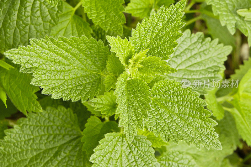 野生刺荨麻的全框架特写-草药