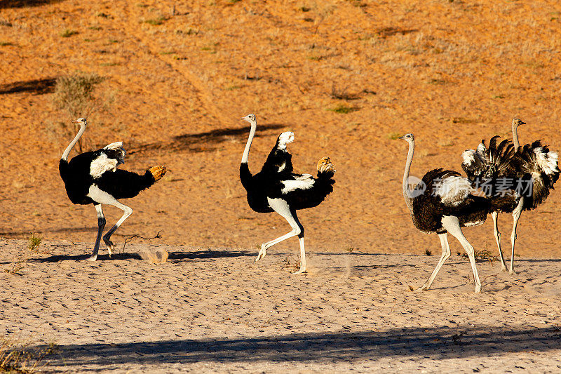 Kgalagadi越境公园红色沙丘上的野生鸵鸟