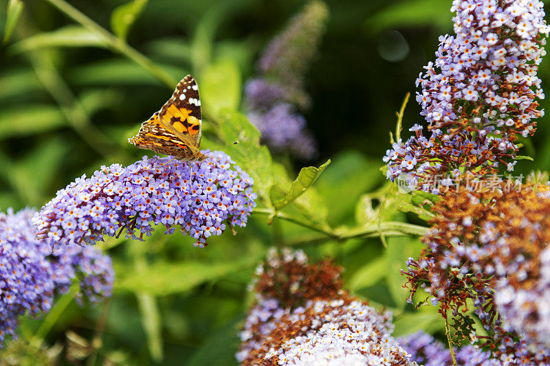 在英国诺森伯兰郡，一只蝴蝶停在醉蝶丛上的特写。