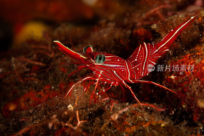 喙虾，红水晶虾