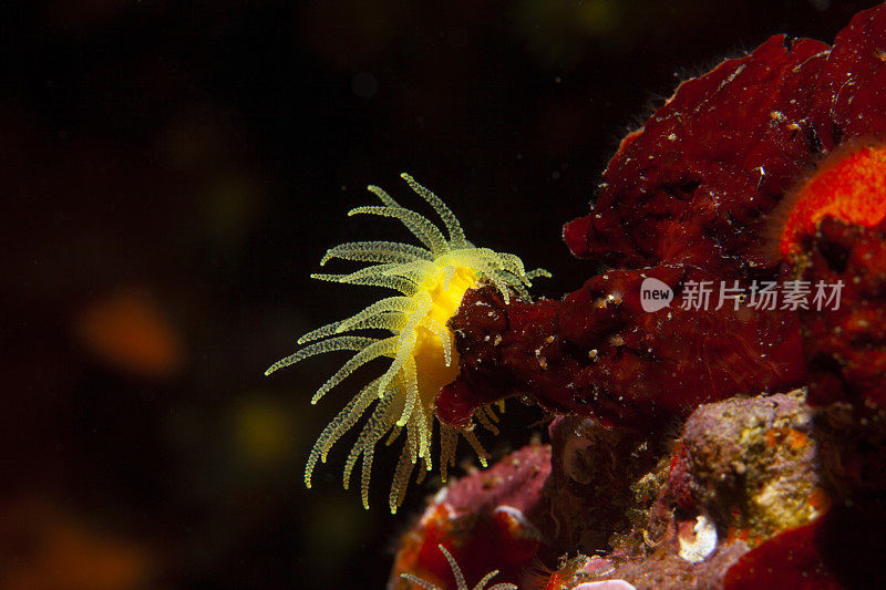 海洋生物水肺潜水员眼中的黄色软珊瑚