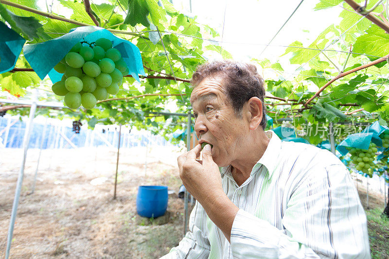 在葡萄园工作的日本老人