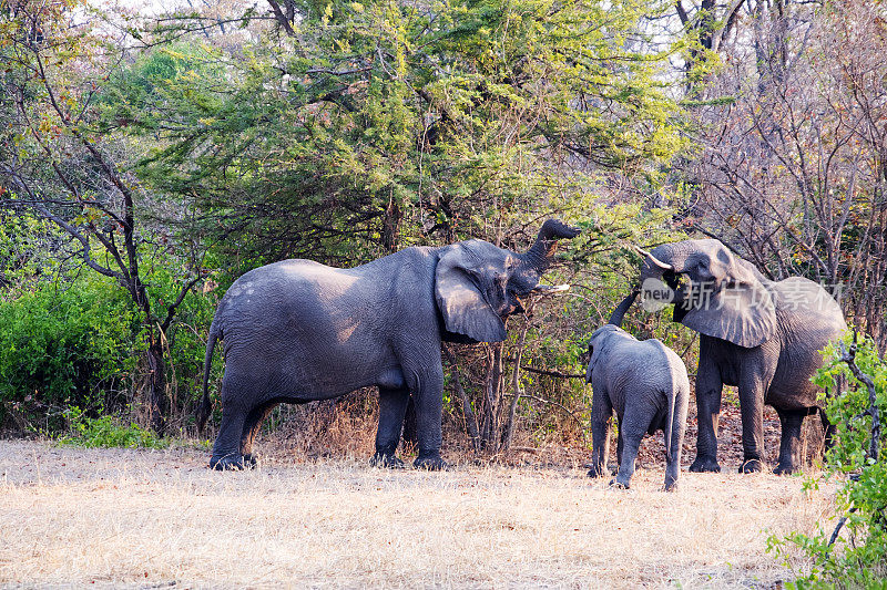 马拉维的利翁代国家公园，非洲象正在吃树叶