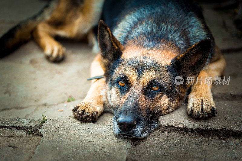 懒惰的德国牧羊犬躺在地上看相机