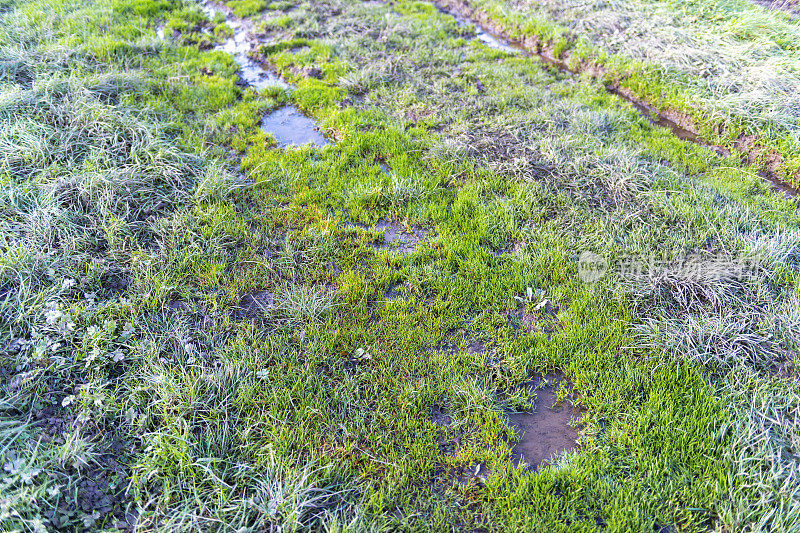 这是英国达勒姆郡秋季公共人行道上霜冻覆盖的草地和泥泞的水坑。