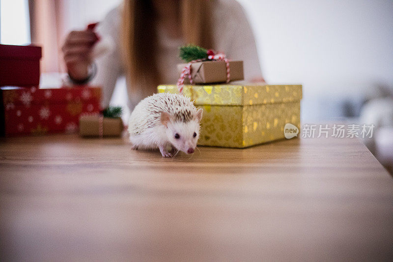 非洲刺猬在欢度新年