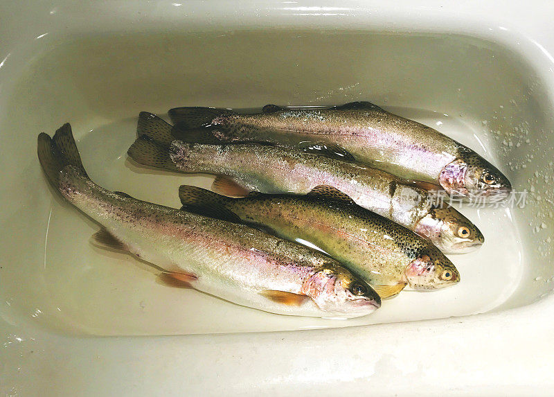 科罗拉多西部的大型河虹鳟鱼在水槽中作为食物准备的一部分