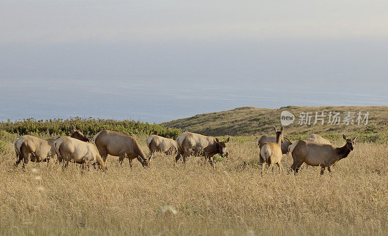 雷伊斯角国家保护区的一群图里麋鹿